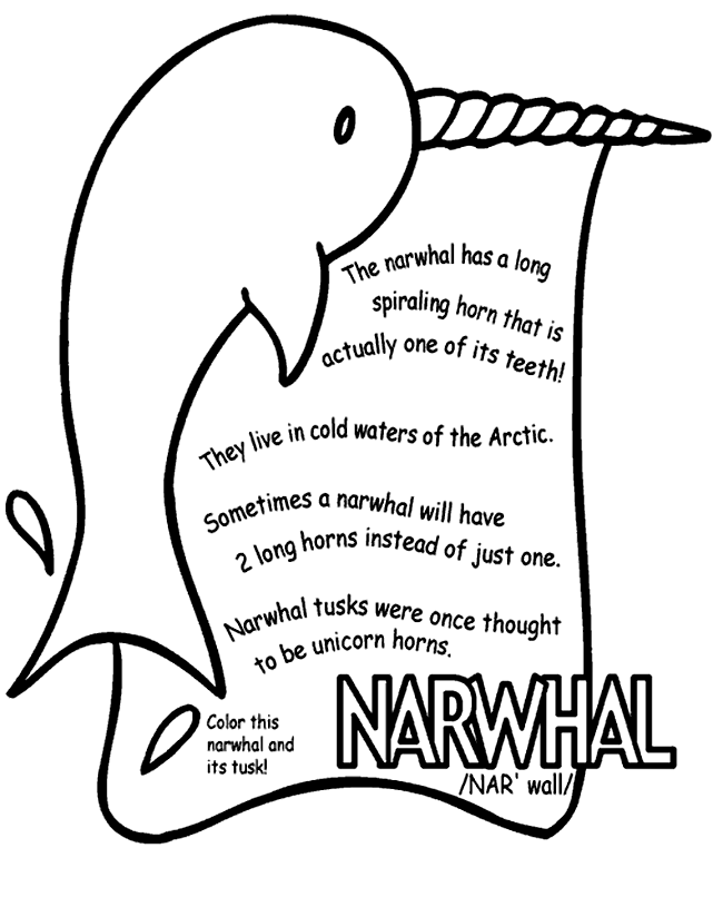 Narwhal